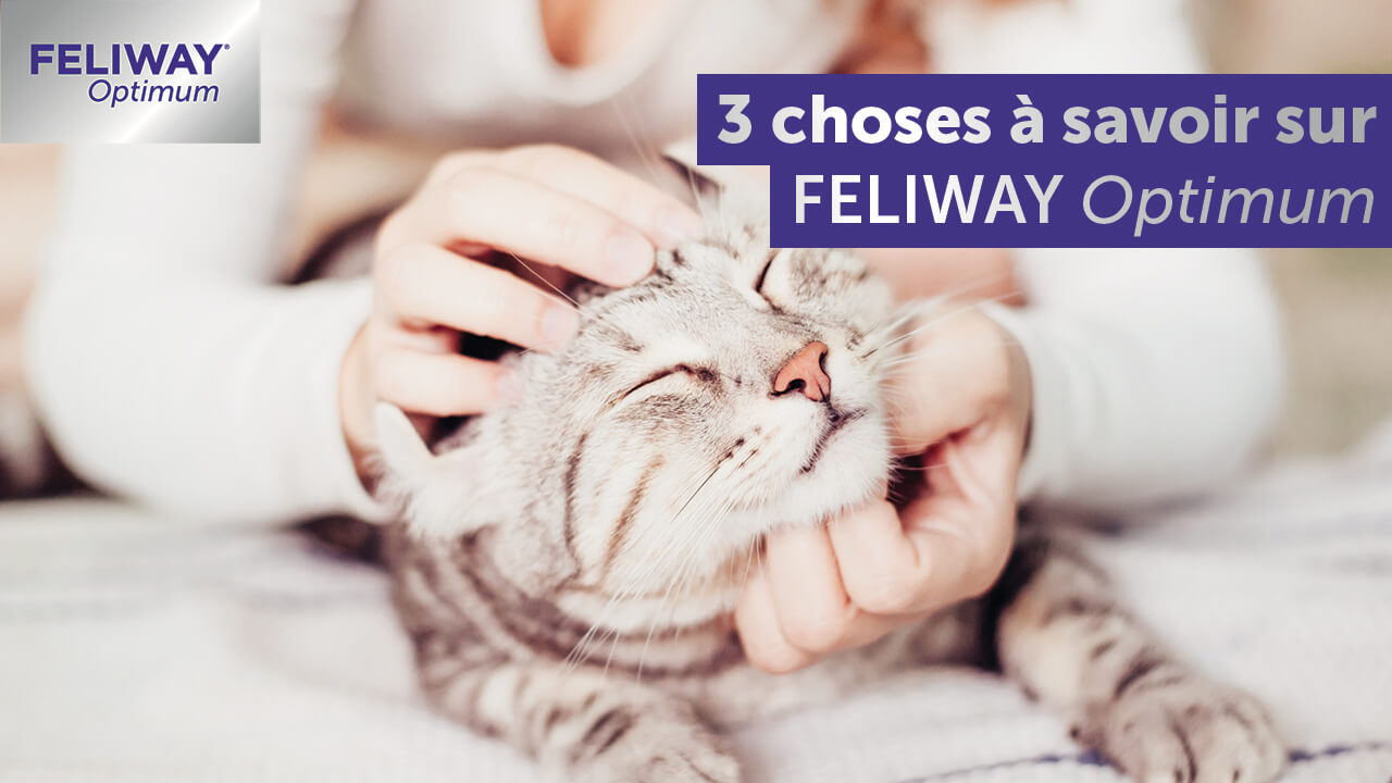 3-choses-a-savoir-sur-feliway-optimum