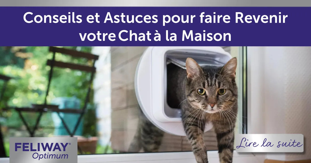 Conseils pour faire revenir votre chat à la maison