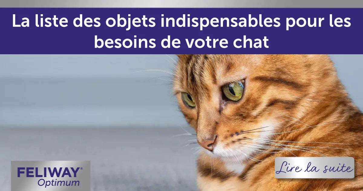 La liste des objets indispensables pour les besoins de votre chat