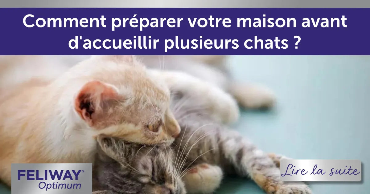Comment préparer votre maison avant d'accueillir plusieurs chats