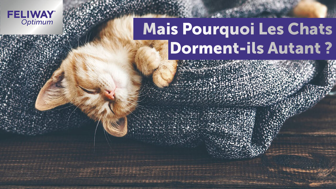 drole-de-compagnon-pourquoi-mon-chat-dort-il-autant