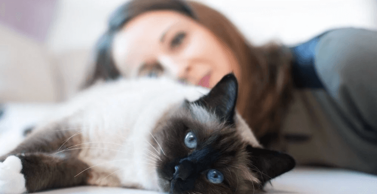 comment-rassurer-mon-chat-pendant-les-fetes