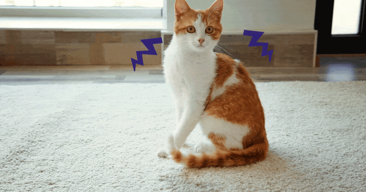 marquage-urinaire-chats