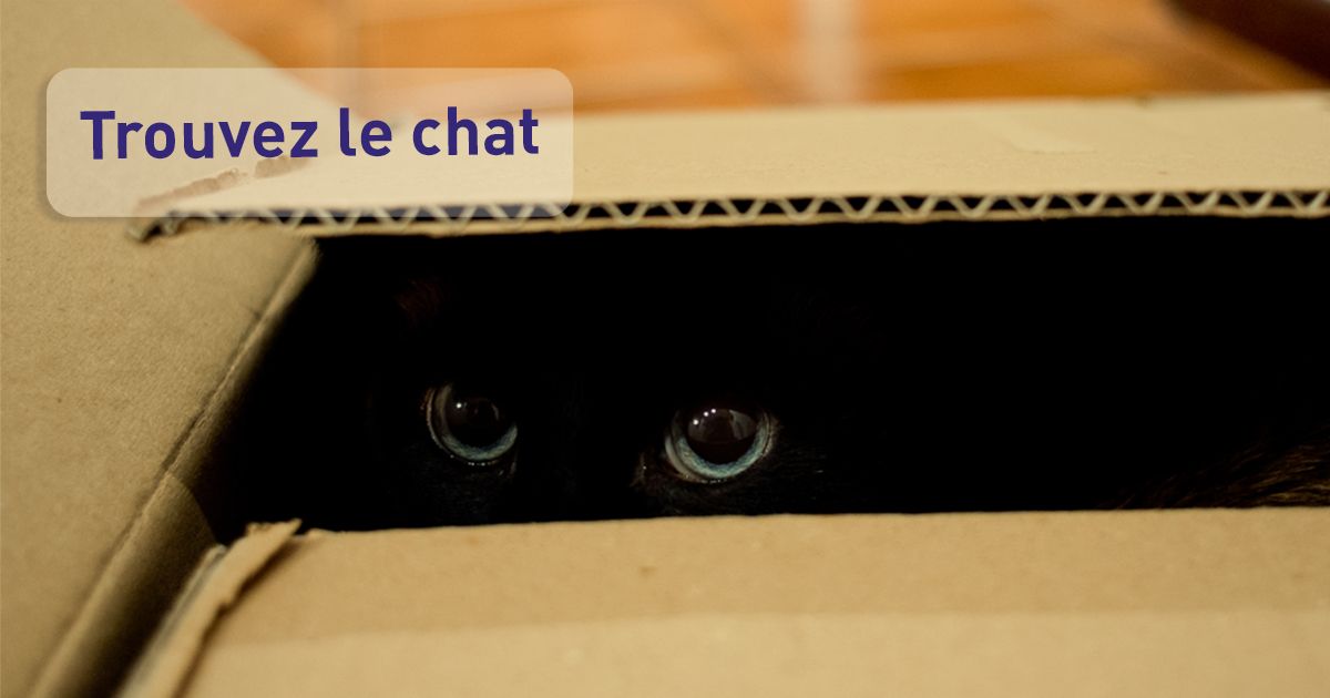 rassurer-chat-peureux