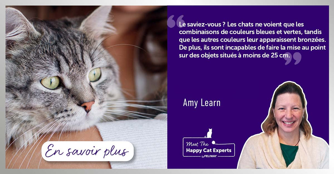 la-vision-du-chat-les-sens-des-chats