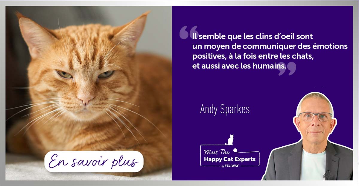 point-de-vue-dexpert-pourquoi-les-chats-font-ils-des-clins-dœil