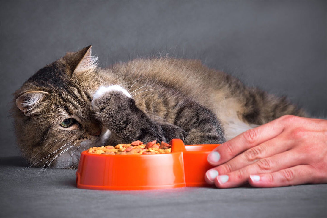 mon-chat-ne-mange-plus