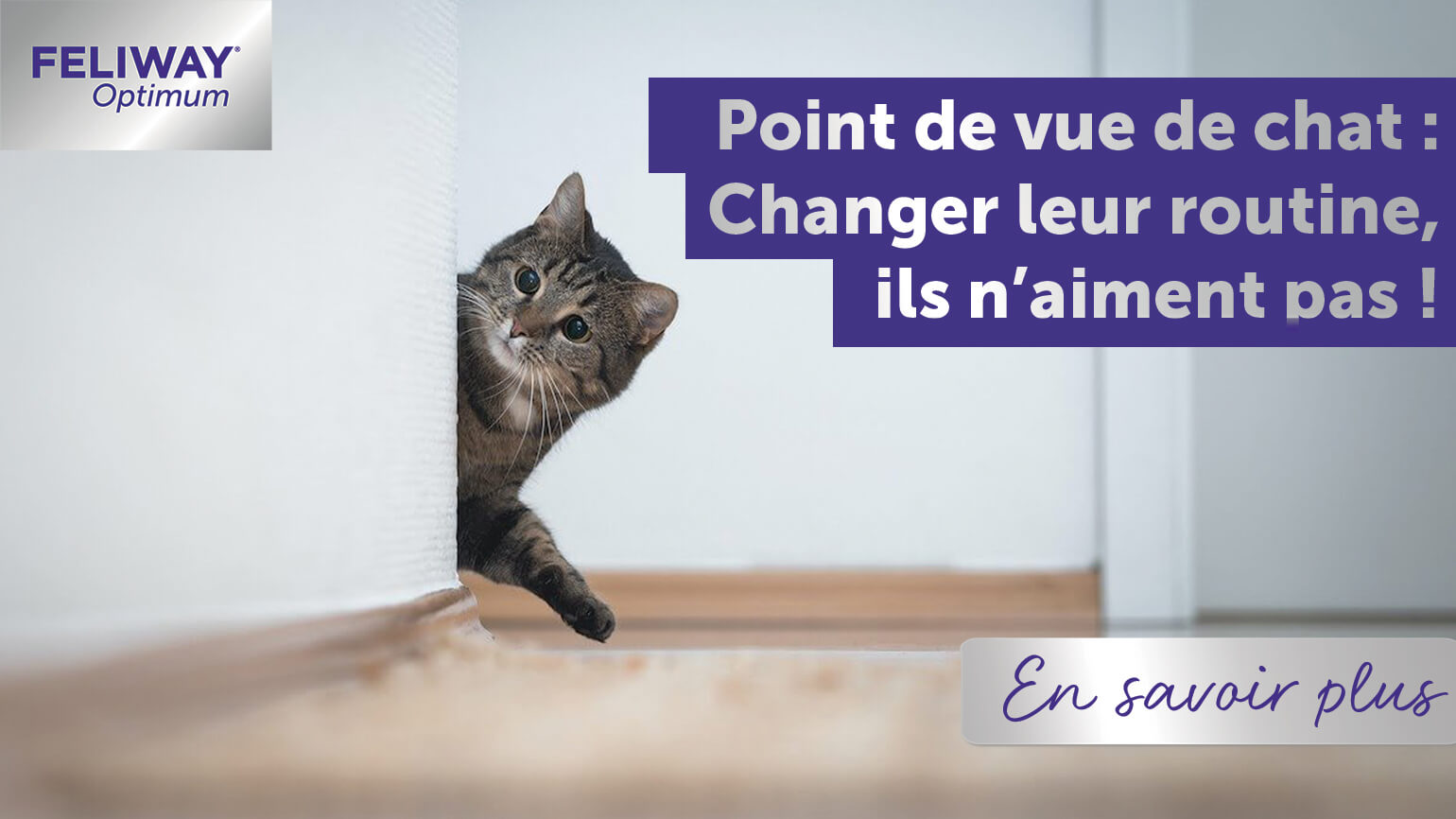 les-chats-napprecient-pas-le-changement