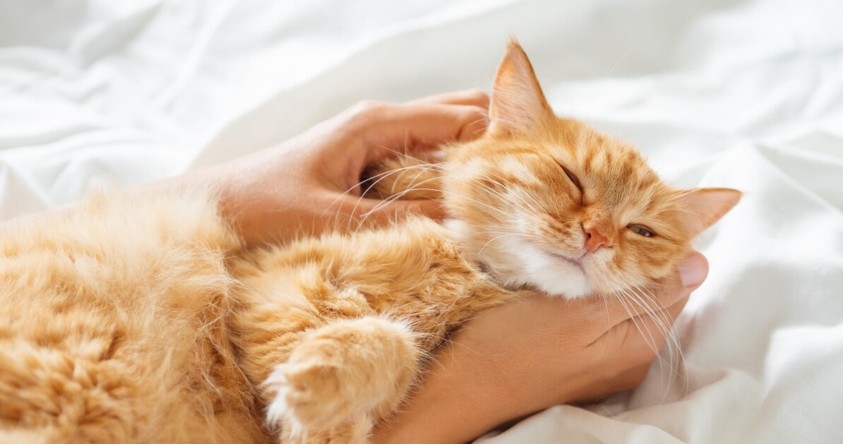 12-raisons-d-aimer-les-chats-roux