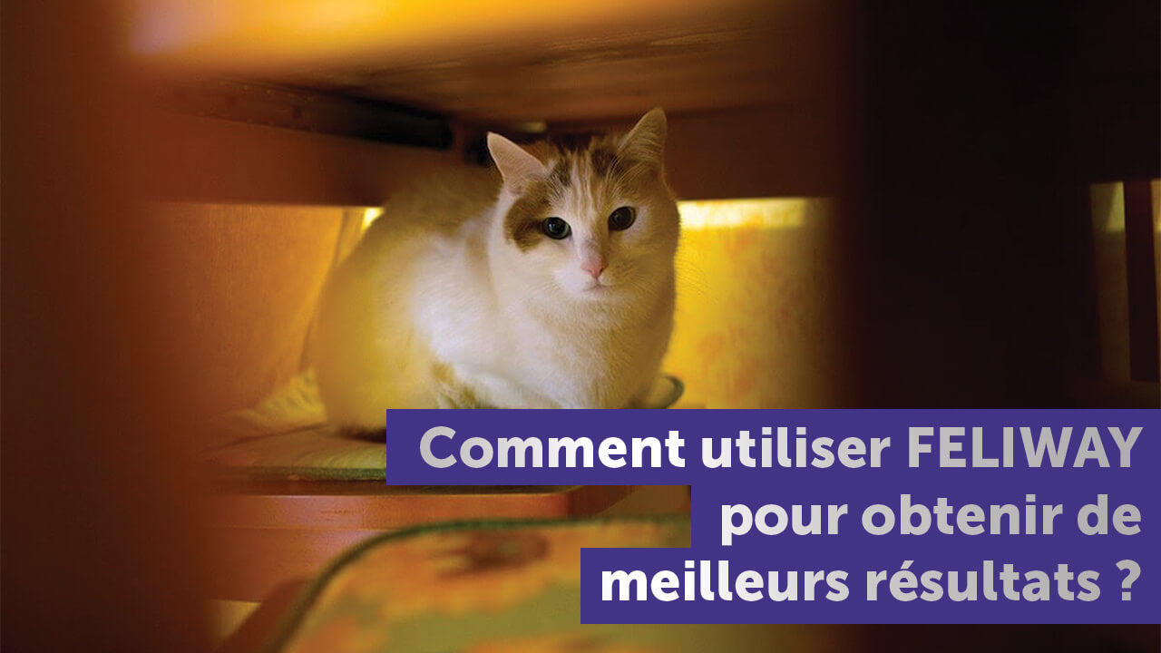 comment-utiliser-feliway