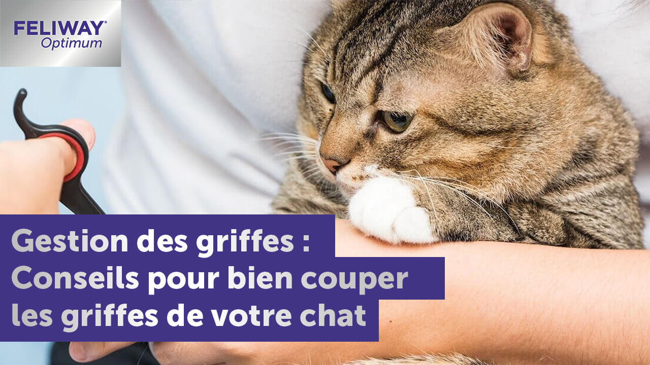 gestion-des-griffes-chats