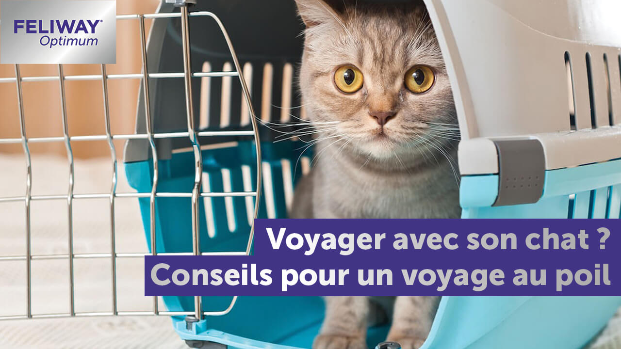 vacances-avec-son-chat