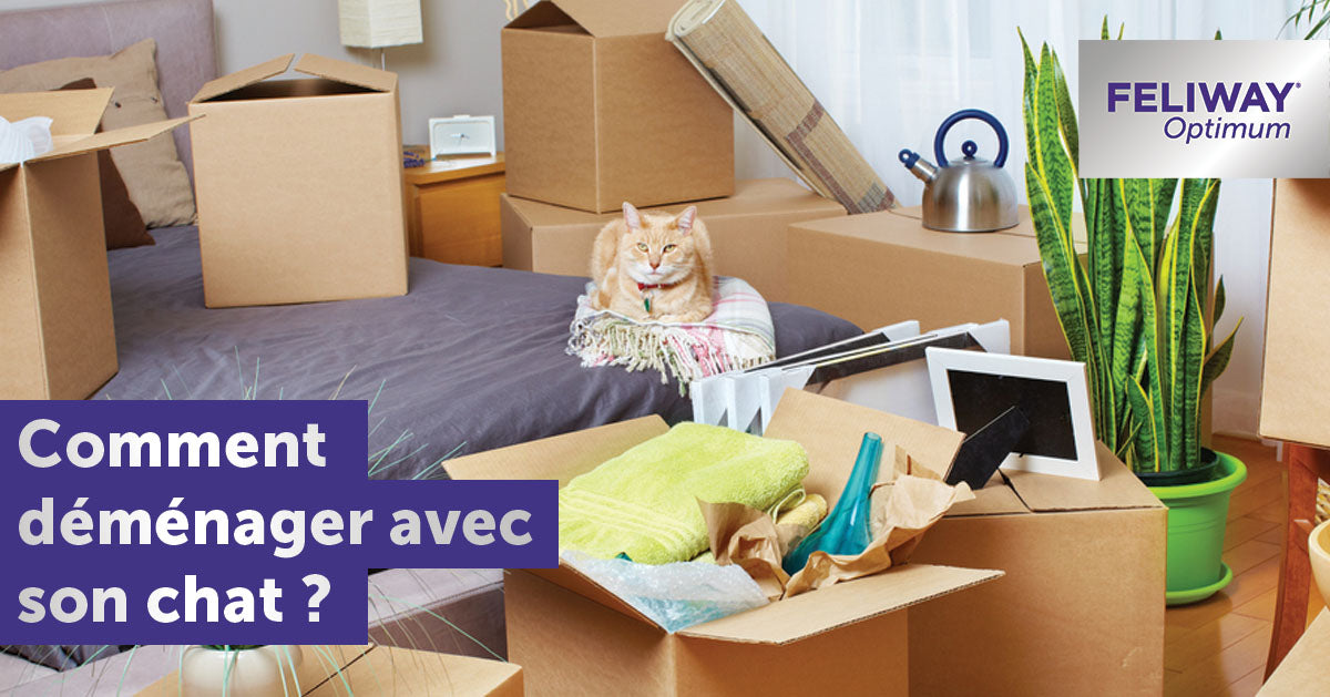 comment-déménager-avec-son-chat