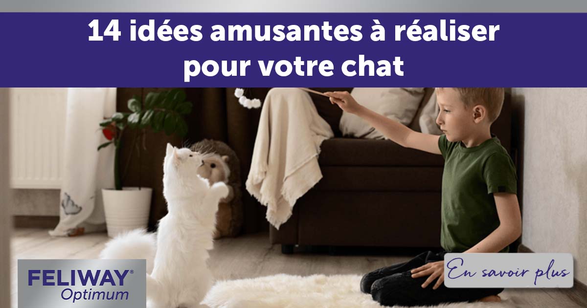 14 idées amusantes facile à réaliser pour votre chat