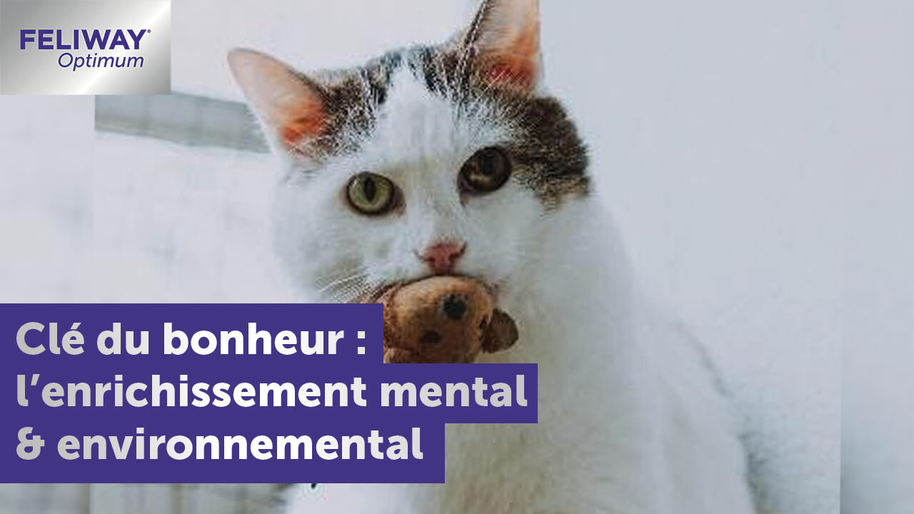 chat-heureux-en-appartement