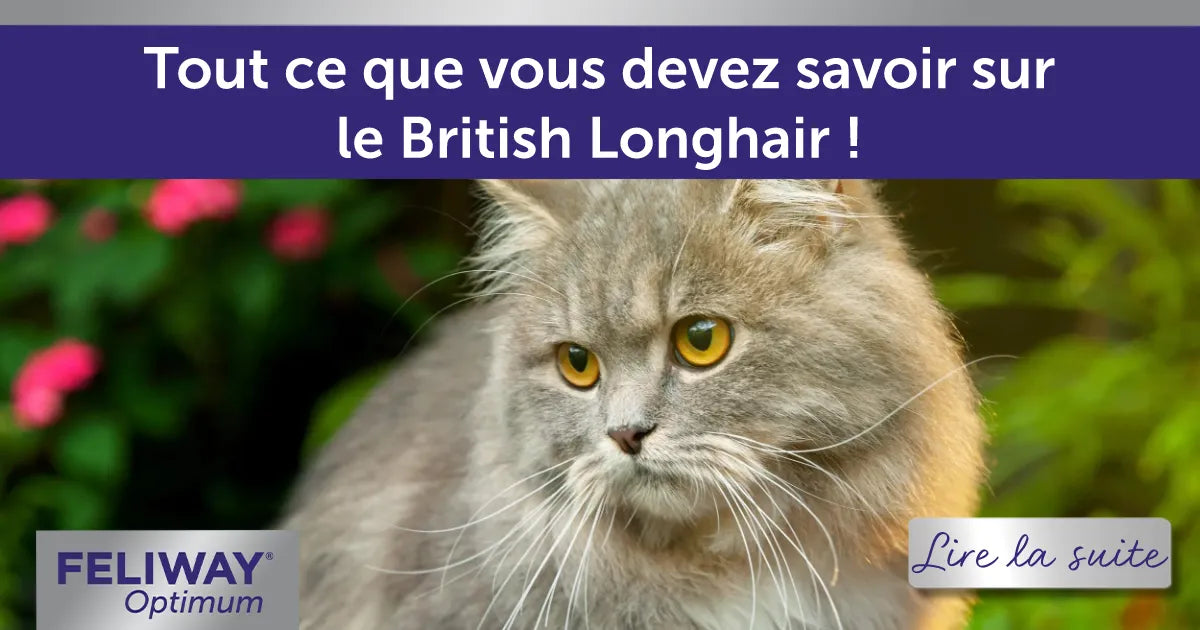 Tout ce que vous devez savoir sur le British Longhair !