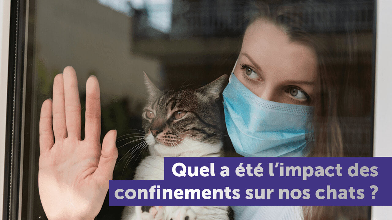 enquete-impact-confinement-comportement-chats