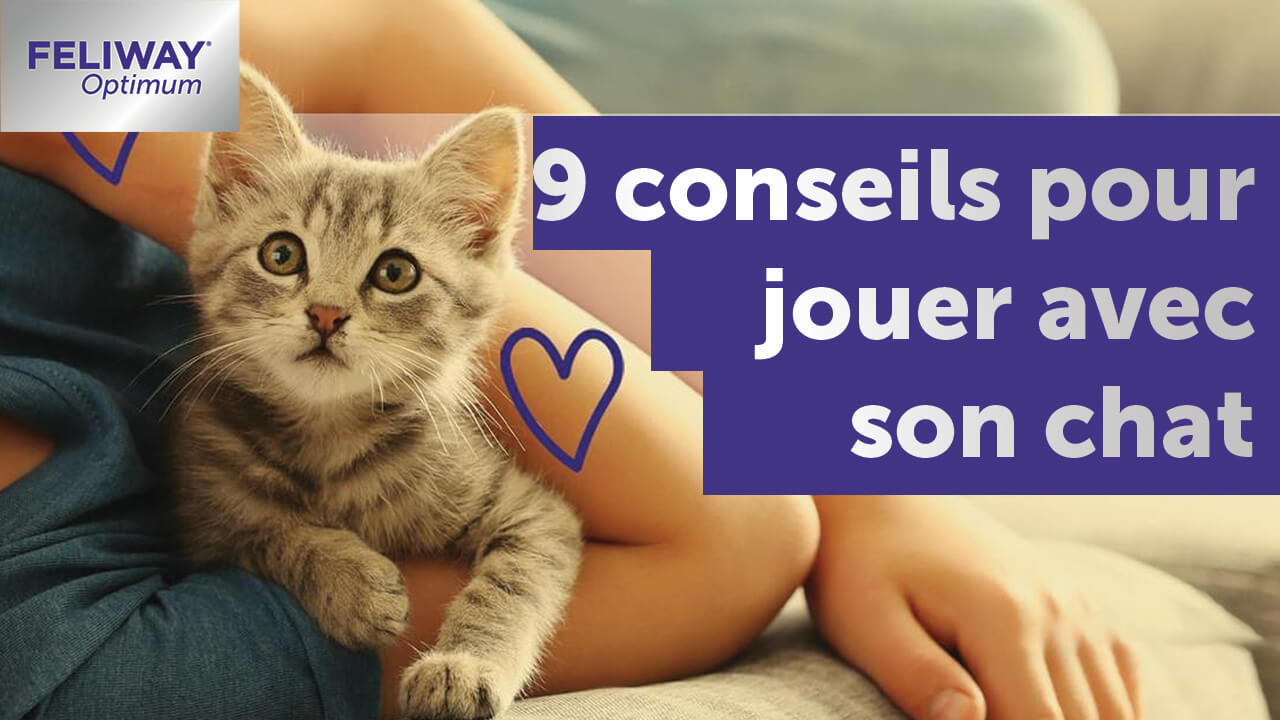 9-conseils-pour-jouer-avec-son-chat