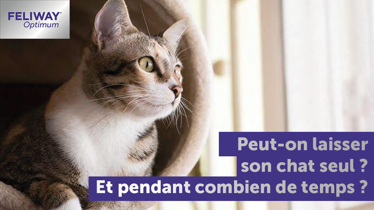 laisser-son-chat-seul-la-maison