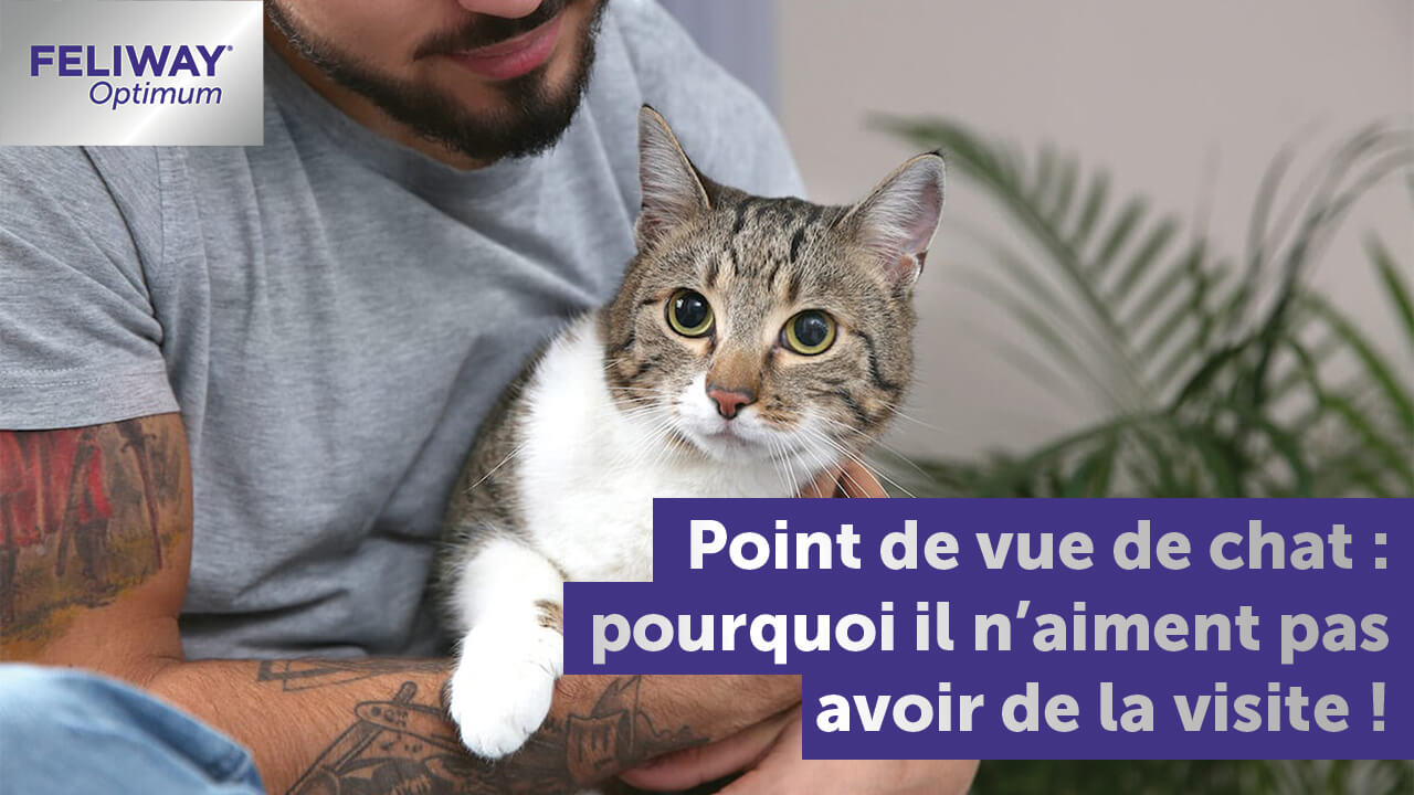 mon-chat-a-peur-des-gens