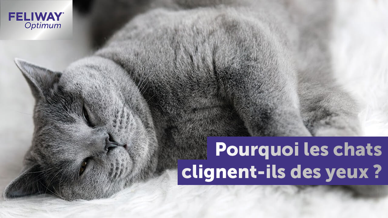 mon-chat-cligne-des-yeux