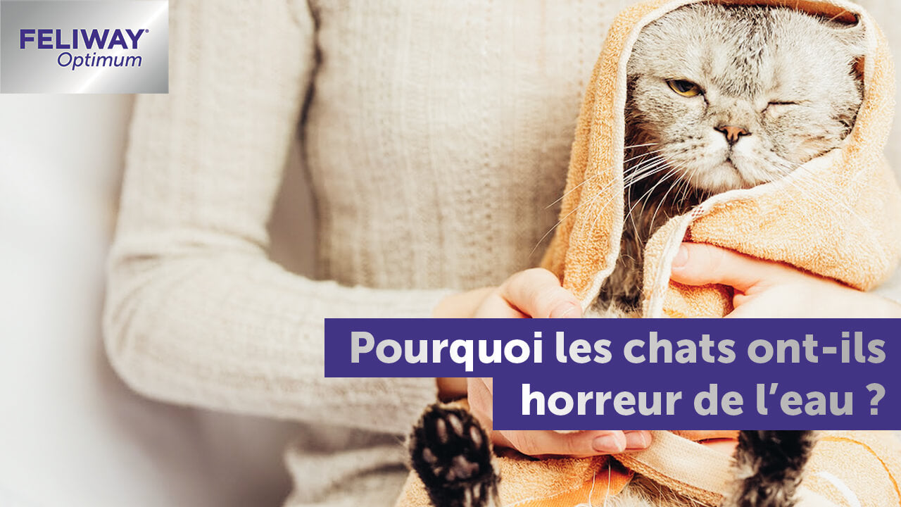 pourquoi-les-chats-ont-ils-horreur-de-leau