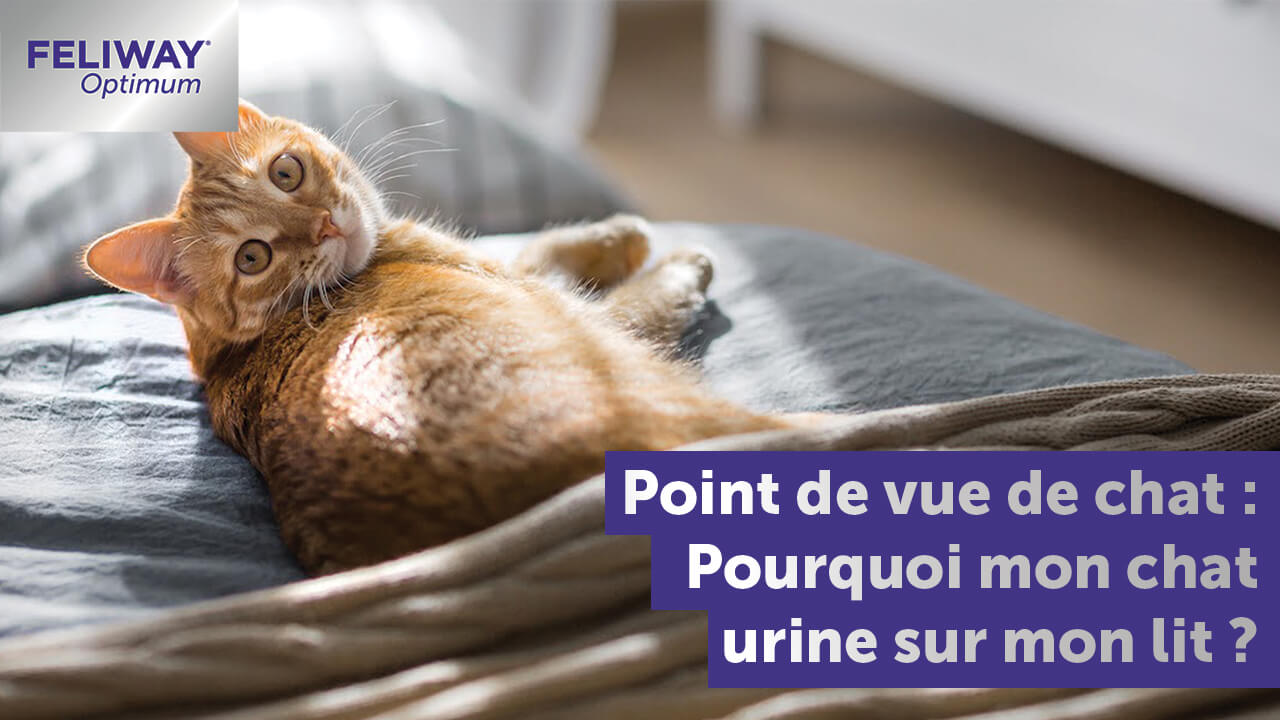 pourquoi-mon-chat-urine-sur-mon-lit