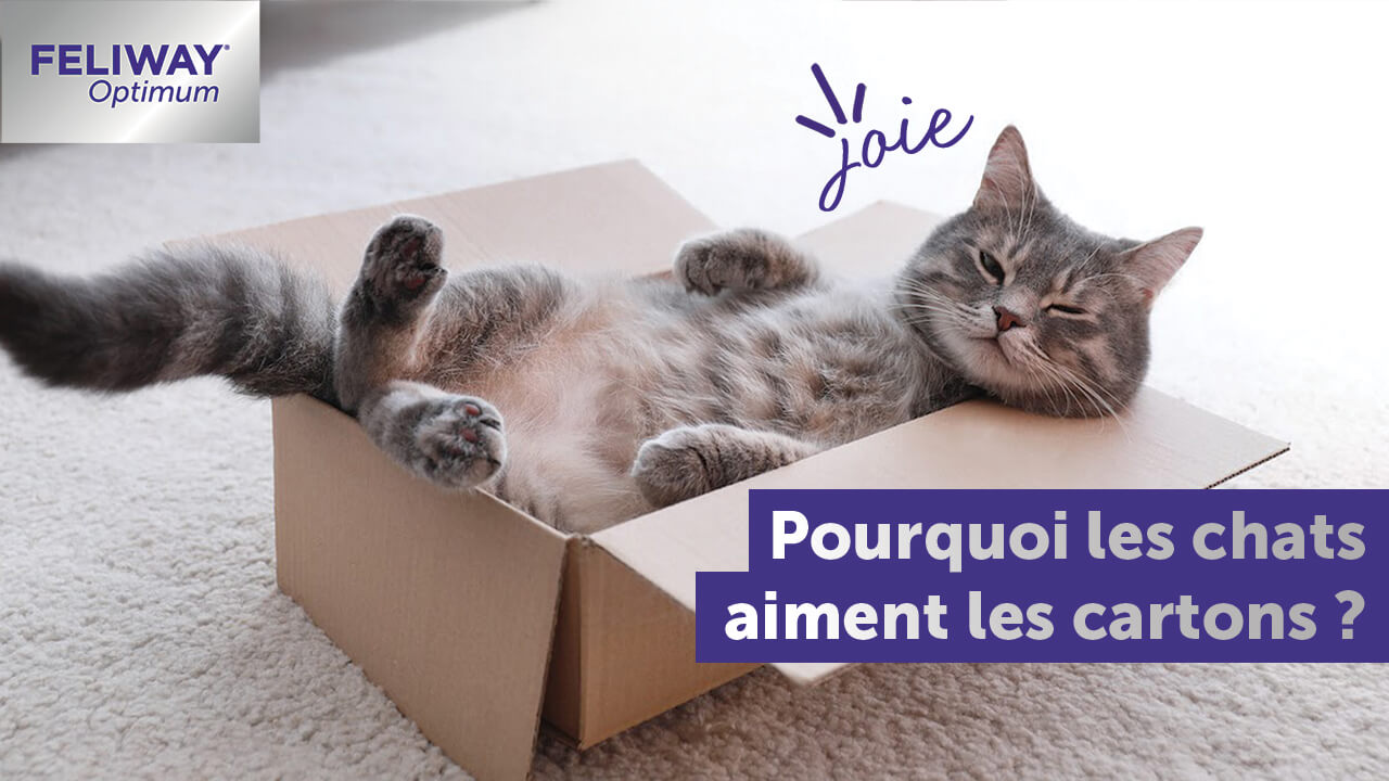 Pourquoi les chats aiment tant les boîtes ?