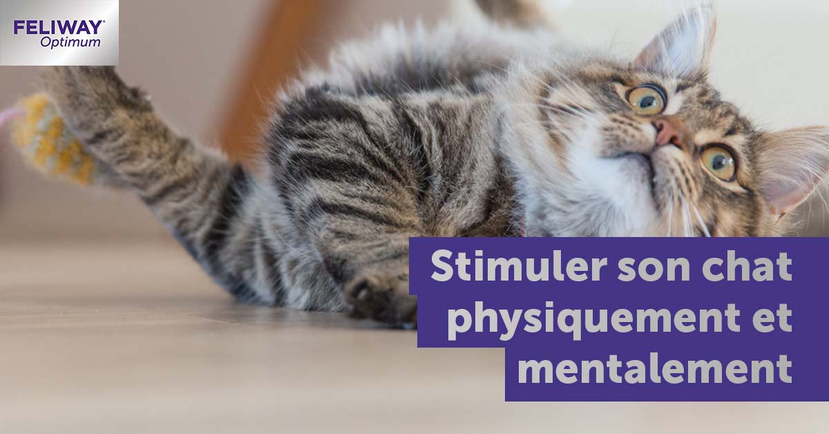 comment-stimuler-physiquement-son-chat