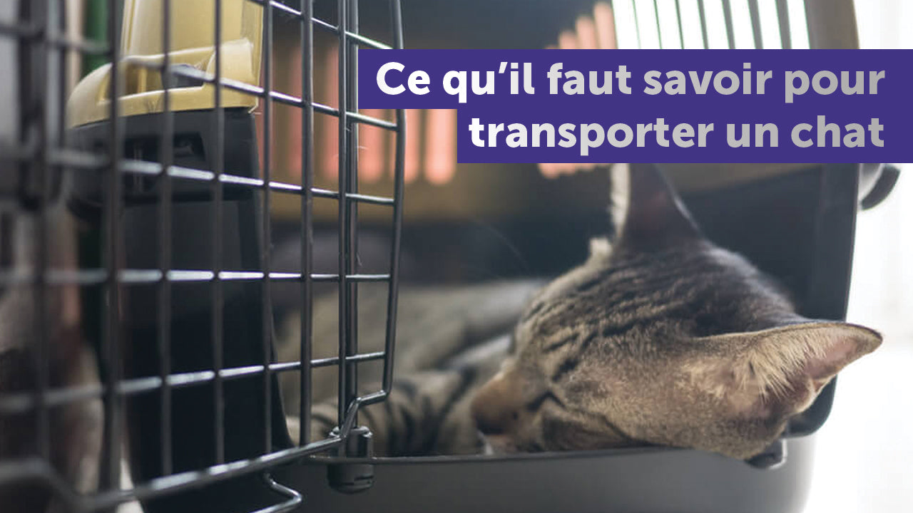 Comment faire rentrer son chat dans sa caisse de transport ?