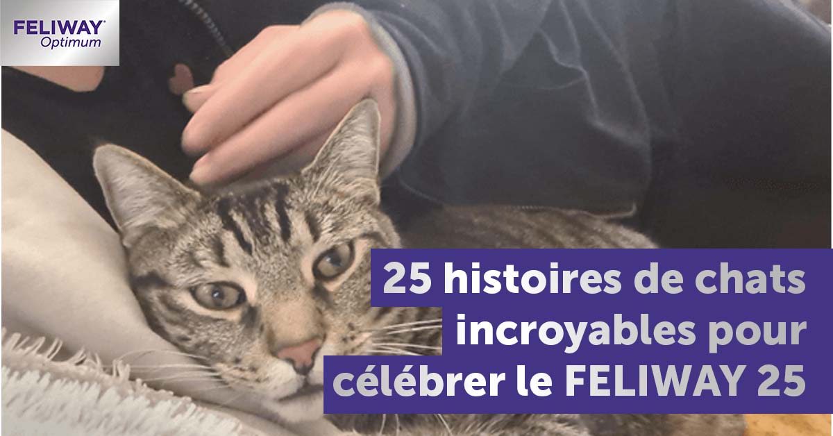 25-histoires-de-chats-incroyables