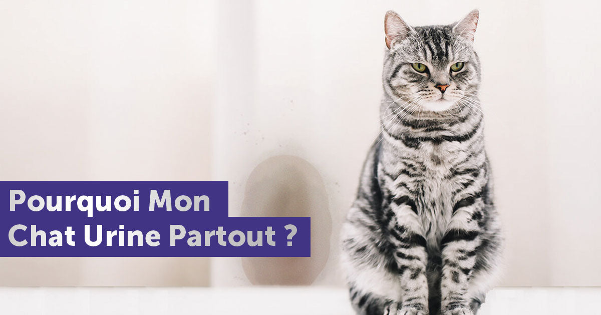 Pourquoi Mon Chat Urine Partout ? Identifiez le Problème