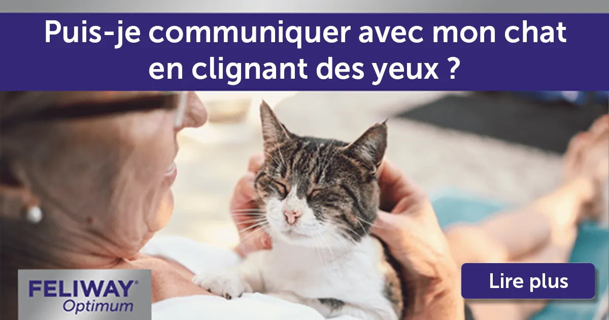 Est-il possible de communiquer avec son chat en clignant des yeux ?