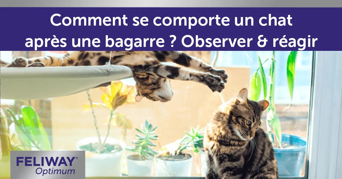 Signes à observer après une bagarre de chats et comment réagir