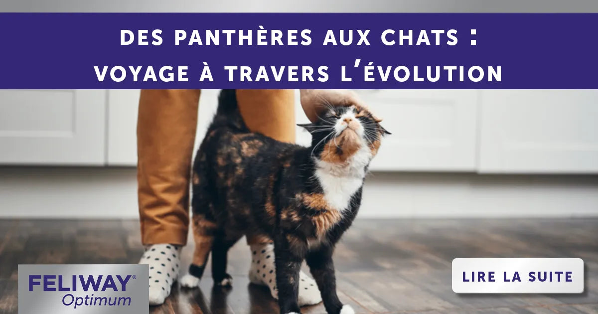 Des panthères aux chats : un voyage à travers l’évolution