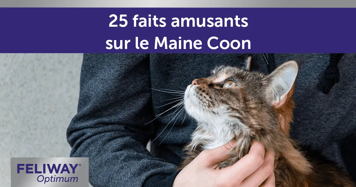 25 faits amusants sur le Maine Coon