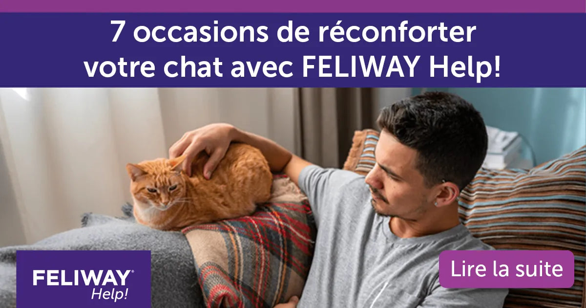 7 occasions de réconforter votre chat avec FELIWAY Help!