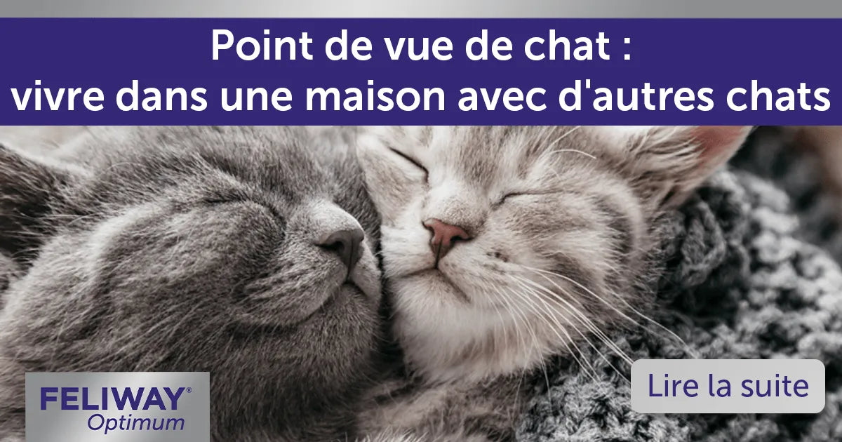 Point de vue de chat : vivre dans une maison avec d'autres chats