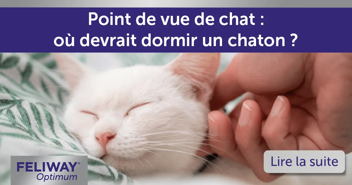 Point de vue de chat : où devrait dormir un chaton ?