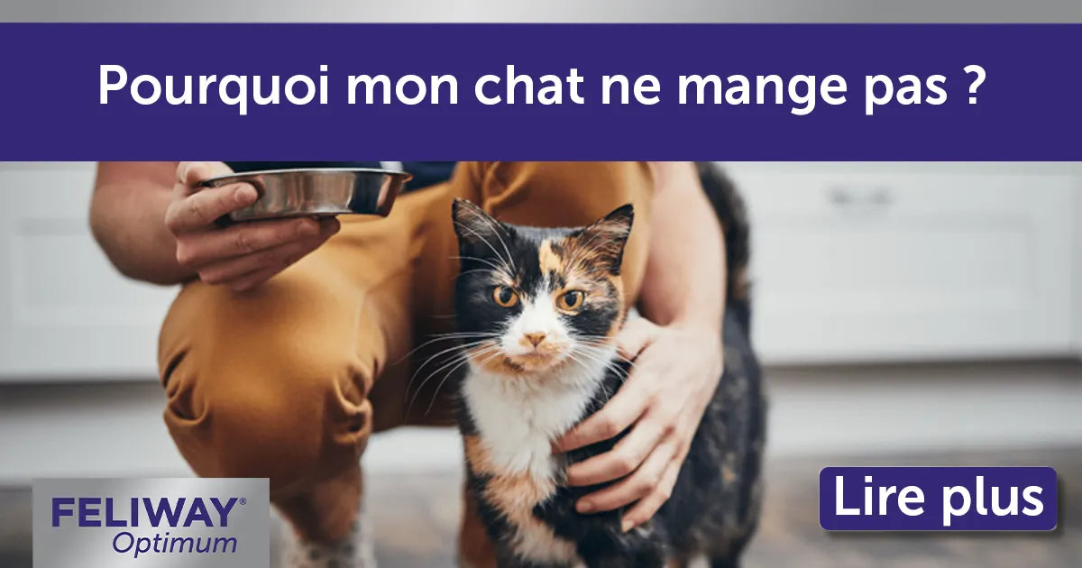 Point de vue : Pourquoi mon chat ne mange pas ?