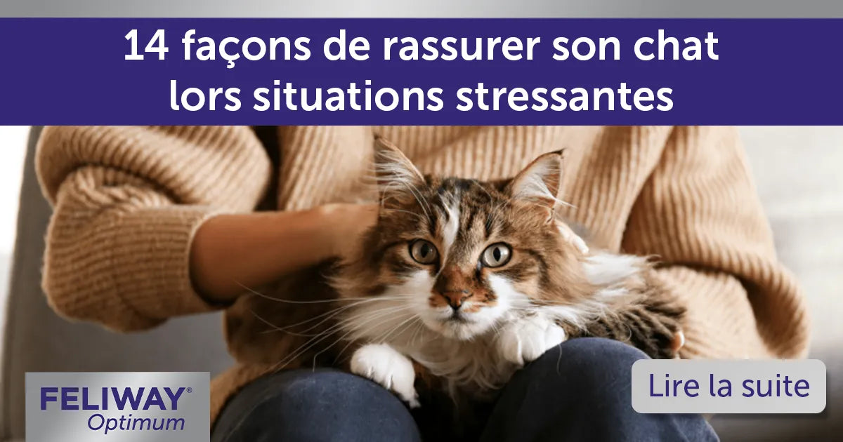 14 façons de rassurer son chat lors situations stressantes