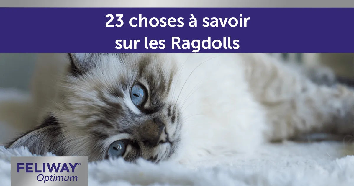 23 choses à savoir sur les Ragdolls