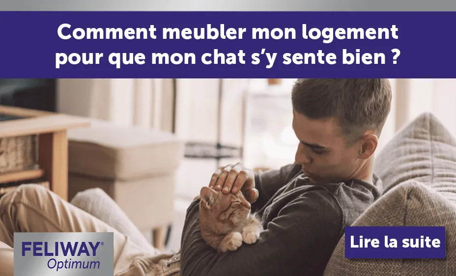 Comment meubler mon logement pour pour mon chat ?