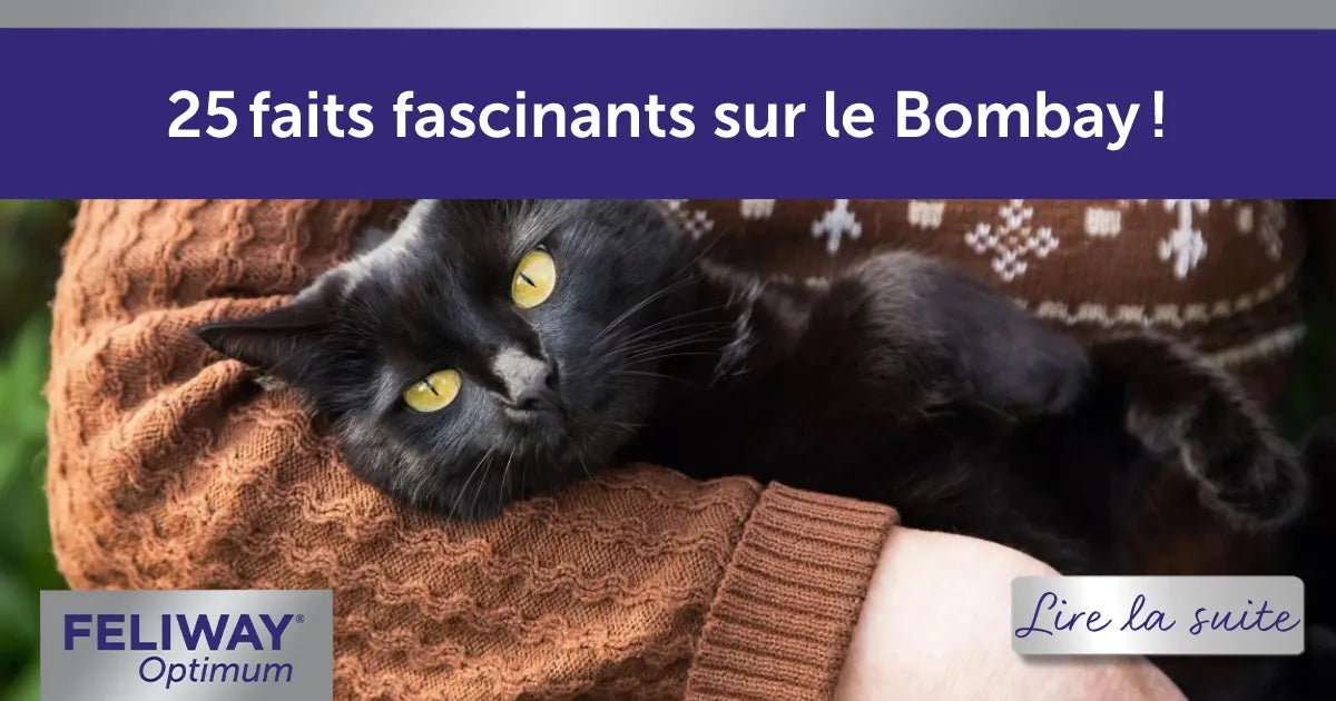 25 faits fascinants sur le Bombay !