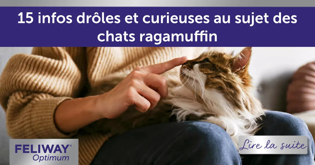 15 infos drôles et curieuses au sujet des chats ragamuffin