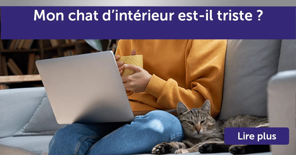 Point de vue de chat : mon chat d’intérieur est-il triste ?