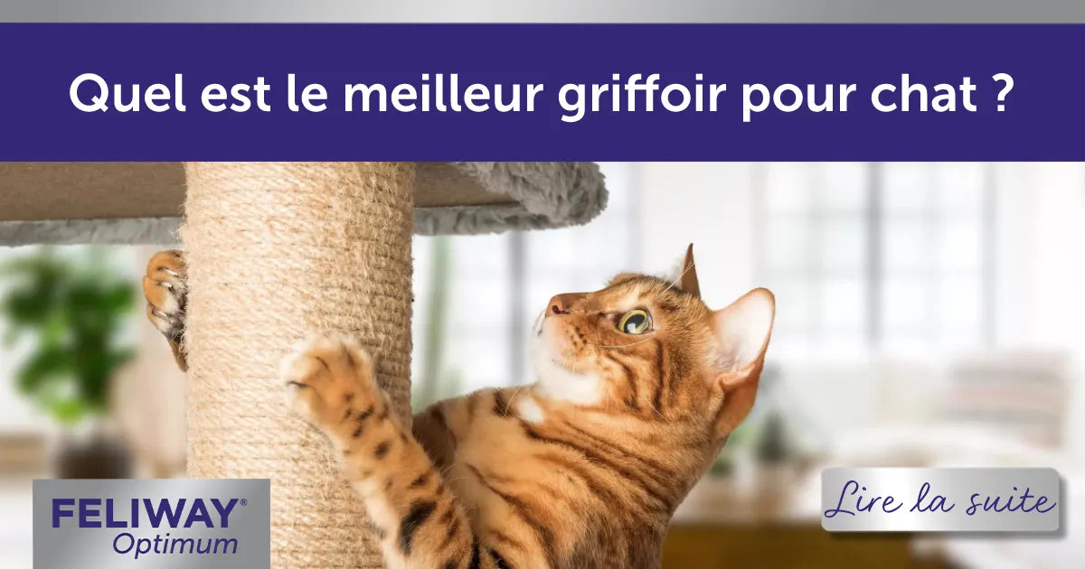 Quel est le meilleur griffoir pour chat ?