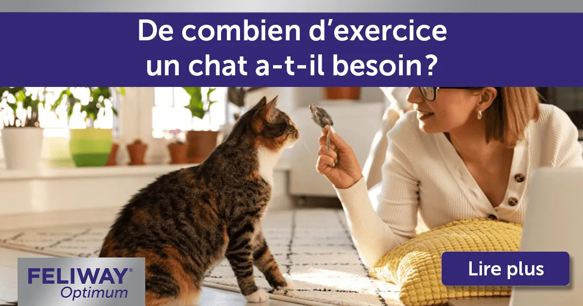De combien d’exercice un chat a-t-il besoin ?