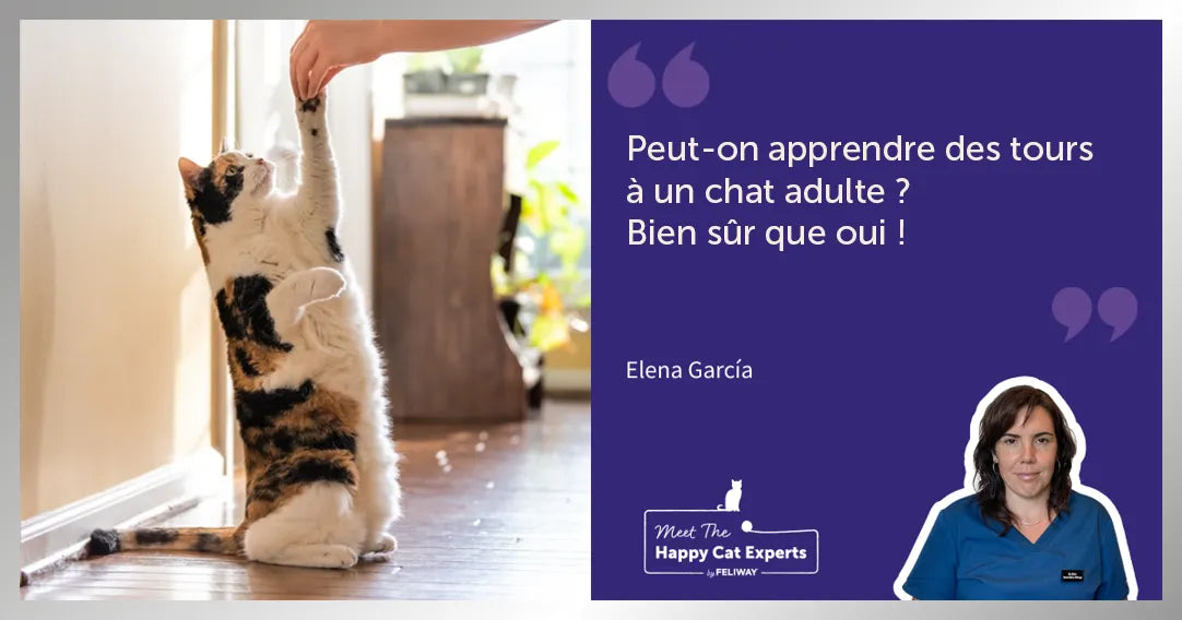 Peut-on éduquer un chat ? Quelques conseils pour réussir l'éducation de son chat