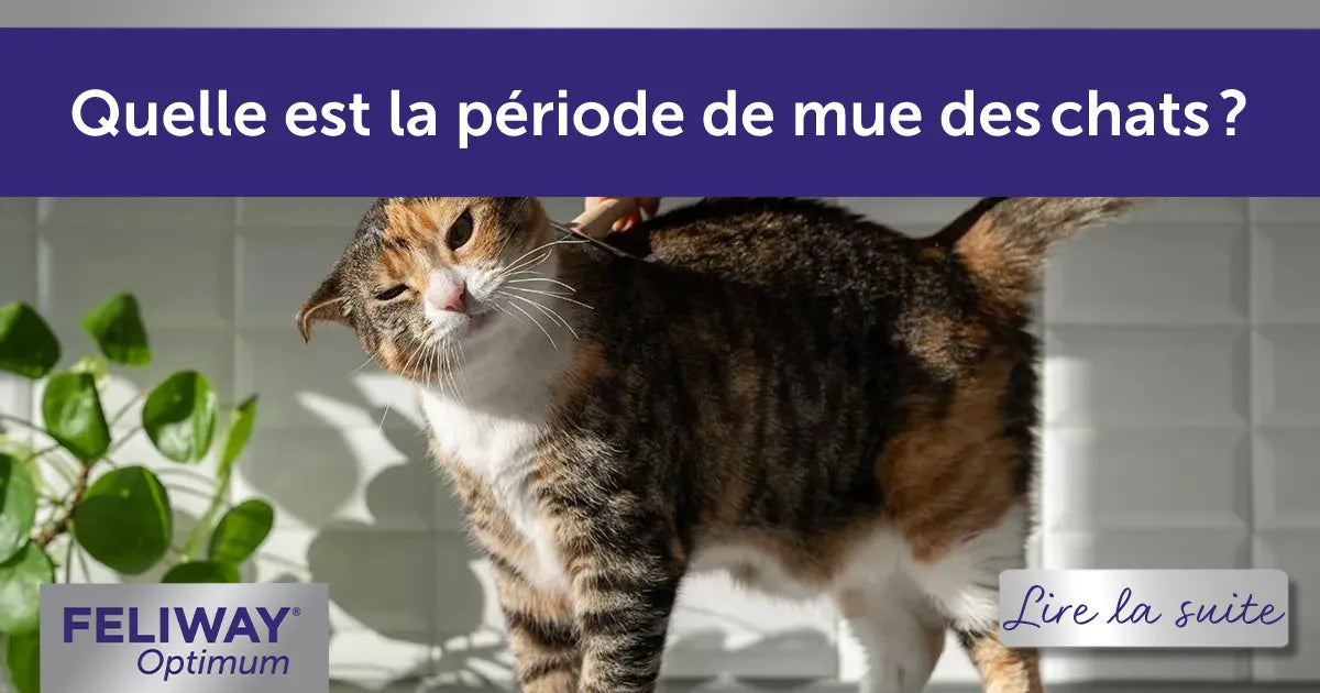 Quelle est la période de mue des chats ? Comprendre la mue